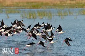 河北移动生态合作伙伴大会即将开幕5G-A应用抢先看——白洋淀无人机通感一体鸟类保护项目图片