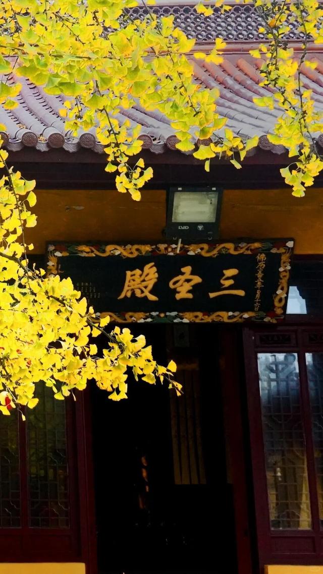 秋日限定“双骄”：从赏到玩转的完整攻略！