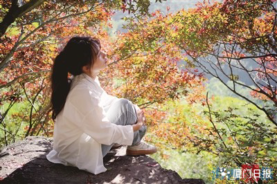 霜叶红于二月花，鹭岛五裂槭进入最佳观赏期