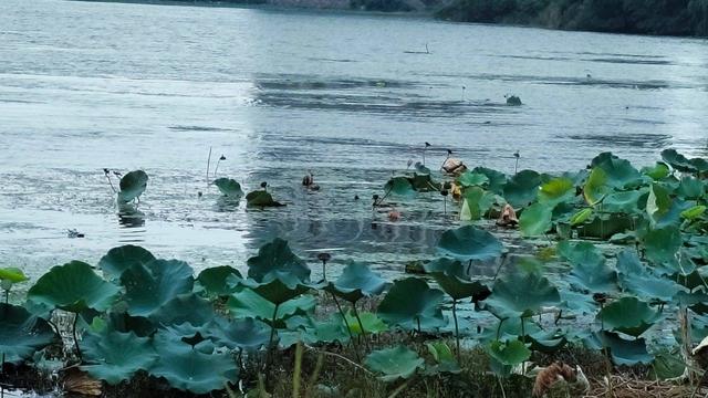 江苏溧水：降温了，卧龙湖畔秋景初现