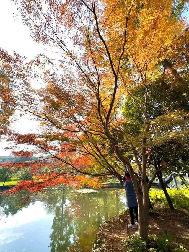 赏“枫”情万种，观层林尽染！一站式赏叶，来武汉植物园吧