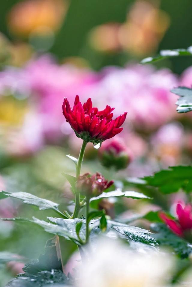 乐山这里的菊花即将迎来盛花期，足足有50多种，约吗？