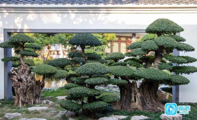 自然之美融人文之韵，潍坊植物园绘就秋日雅致画卷