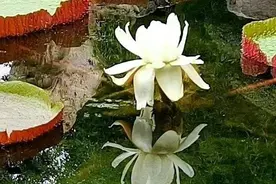 大明湖的王莲图片