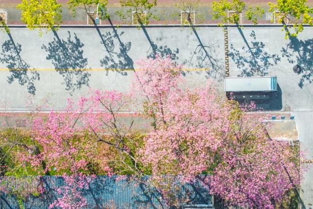 闽侯异木棉全盛登场！是谁的大学这么浪漫呀？