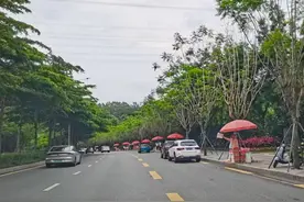 深圳本地荔枝减产，预计价格上涨幅度有限，记者深入荔枝园调查采访图片