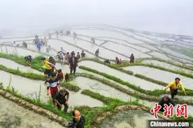 广西龙胜龙脊梯田开耕节游客体验趣味爬梯田图片
