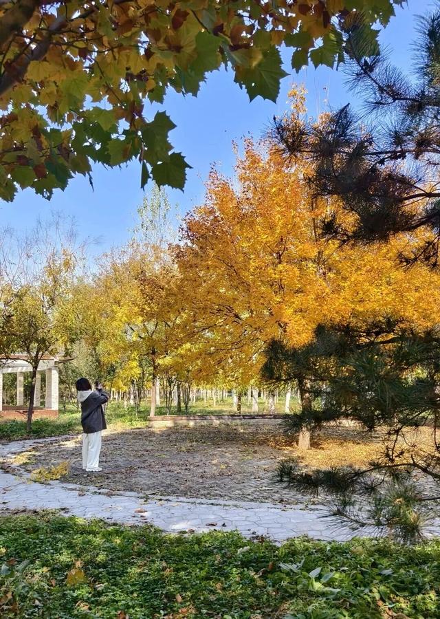 太美了！来副中心，邂逅落叶童话~