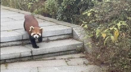 峨眉山顺拐小熊猫出来揽客了