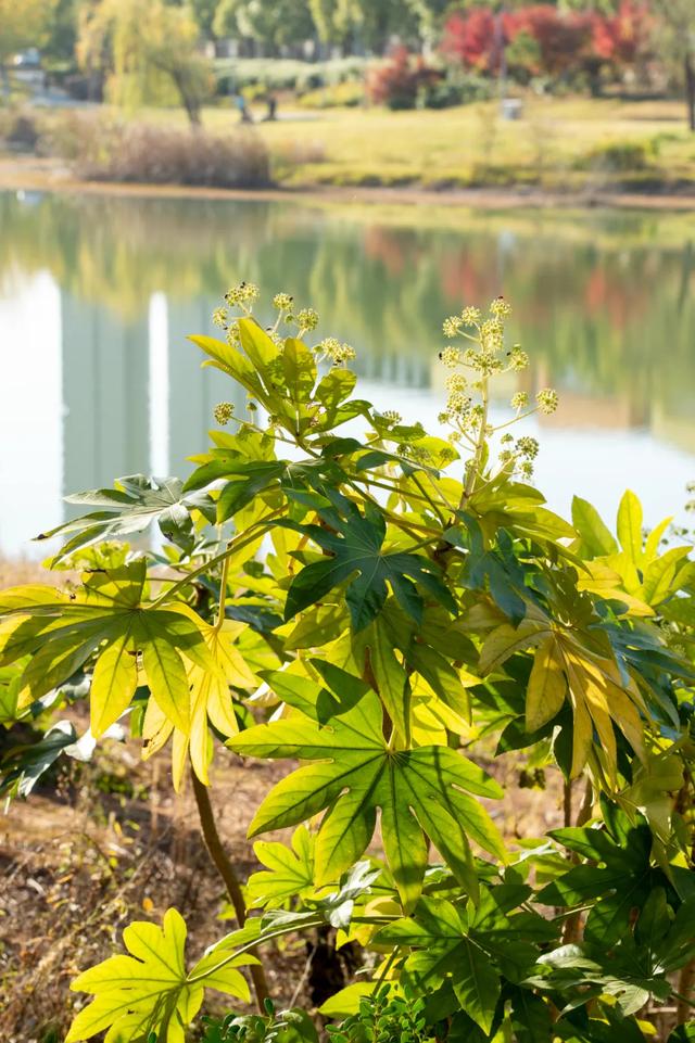 @0731，一组绿心秋色卡，请查收！