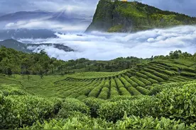 四川竹叶青茶业：一杯青茶传递“平常心”文化图片