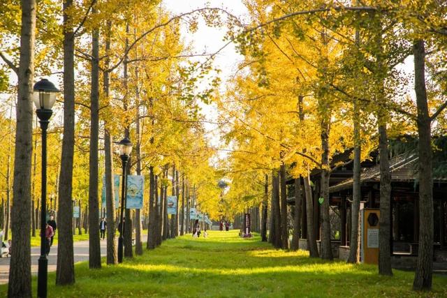 开始黄了，宋夹城“寻金季”正在上线！