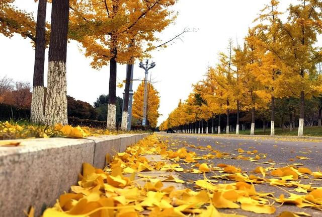 学习强国 | 河北张家口：旖旎如画的银杏大道