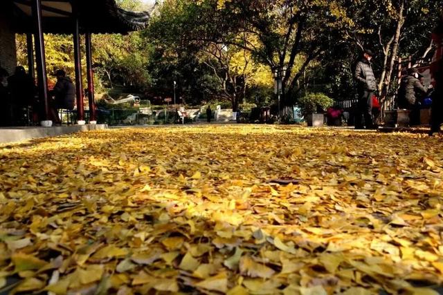 镇 江 开 启 浪 漫 模 式