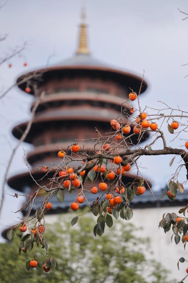 “好柿发生”～婺女洲的“柿”情画意你体验过吗？