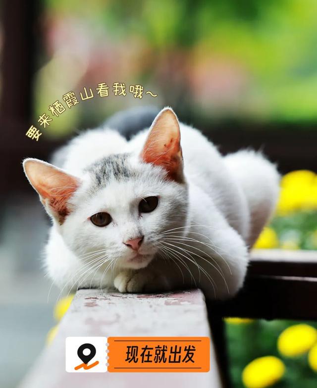 来栖霞山，主打一个快乐又松弛~