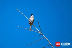图集丨春暖花开时 鸟儿齐闹春图片
