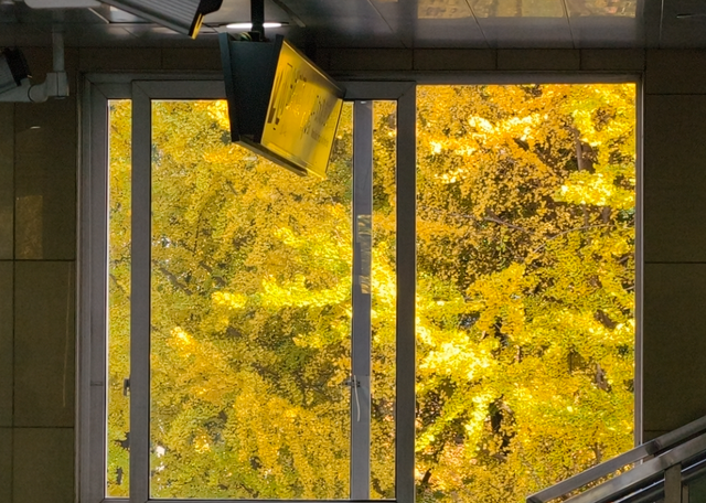 静安“银杏车站”迎来最美时刻！满眼的金色浪漫……（附全区银杏打卡点位）