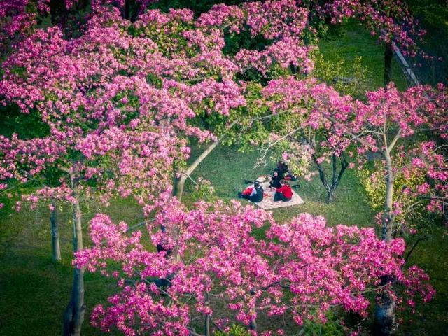 天气正好、花正开，去看粉色的东莞！