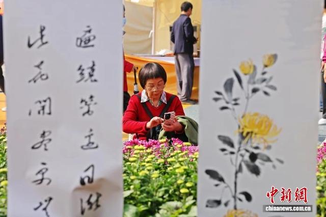 湖北宜昌：“菊”展秋韵 “客”醉芳丛