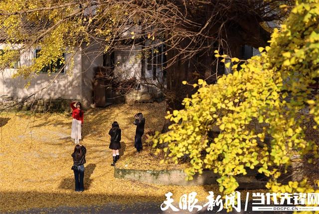 正安：初冬银杏“换装”引客来