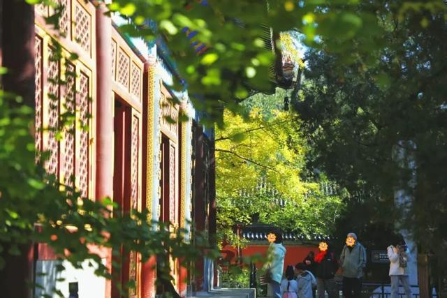 金色瀑布！北京这些千年古银杏正在最佳观赏期！