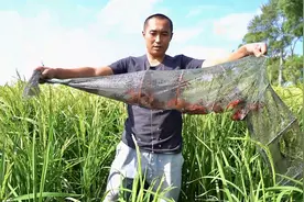 黑龙江方正：虾稻里的新“丰”景图片