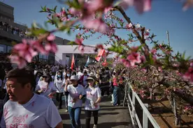 乘“电音巴士”赏花踏青 平谷国际桃花节浪漫开启图片