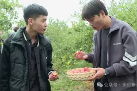 八旬老人果园里乐享幸福晚年图片
