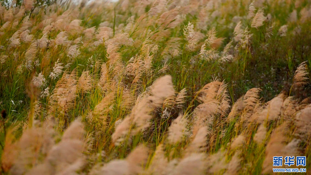 暮色中的抚仙湖：芦花摇曳 湖漾金光