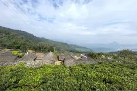 云南芒市有颗古茶树，1200 岁高龄年收益超10万图片