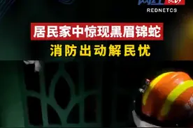 居民家中惊现黑眉锦蛇 消防出动解民忧图片