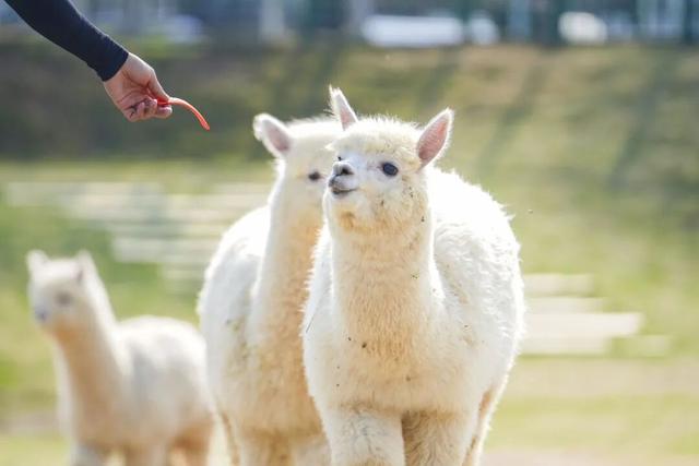森林雪国今日开业！户外玩真雪就到高明！