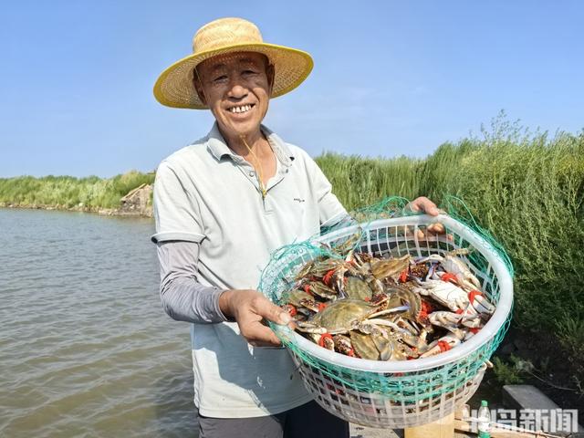 青岛即墨万亩梭子蟹大规模开捕