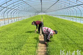 河北迁西：水稻插秧忙 田间披“绿装”图片