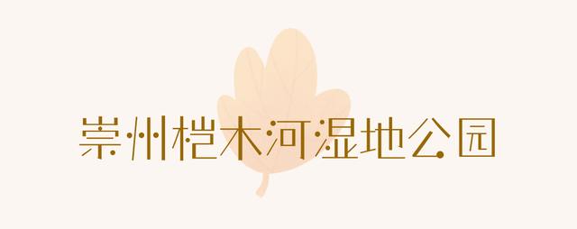 成都限定红！水杉最美季节上线，赶紧打卡