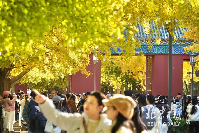 拥抱秋色！地坛银杏大道游人如潮