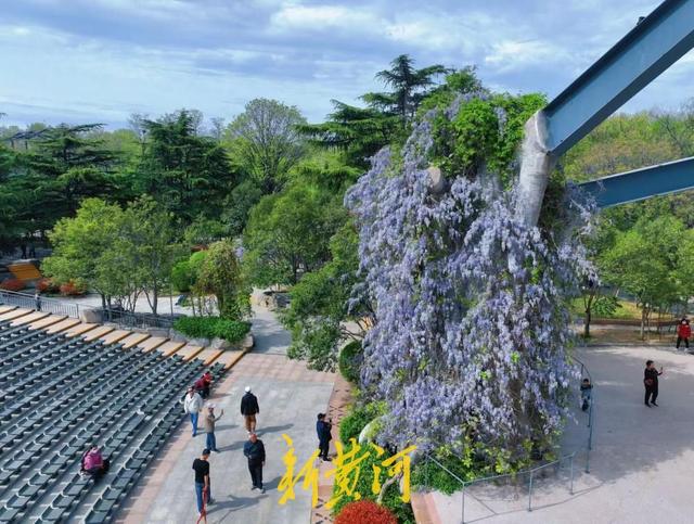 泉城公园紫藤花开如瀑，如梦如幻