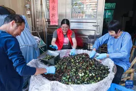 “香榧之都”共富工坊助力果农增收图片