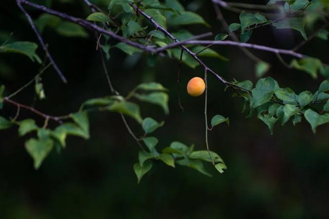 四时天工 扬州如画