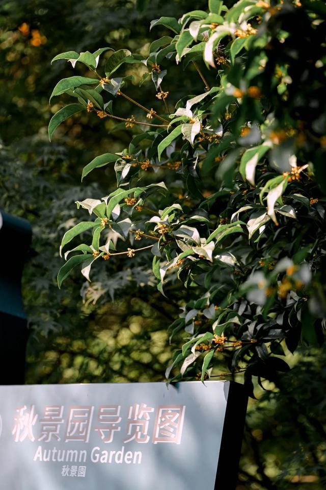 桂花香“空降”上海！秋日限定款快闻！