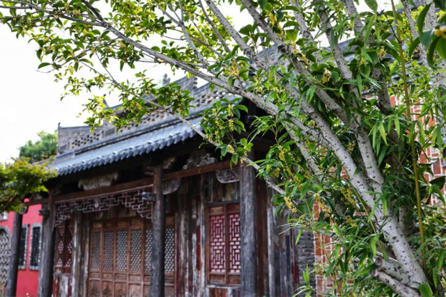 欢聚吴江· “香”遇桂花季丨上线了！吴江赏桂地图！