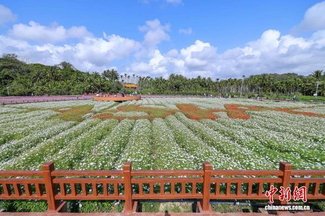 海南博鳌：绚烂花海引客来