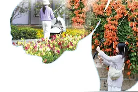 花海经济，如何一路生花？图片
