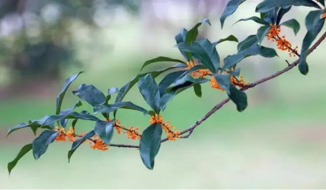欢聚吴江· “香”遇桂花季丨上线了！吴江赏桂地图！