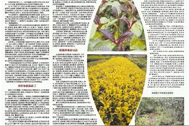 党报记者八闽调研行 | 打开茶叶的多彩世界图片