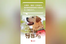 国际导盲犬日｜与爱同行 关爱视障人士的“第二双眼睛”图片