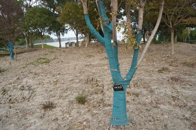 植物园不止失去一个秋天