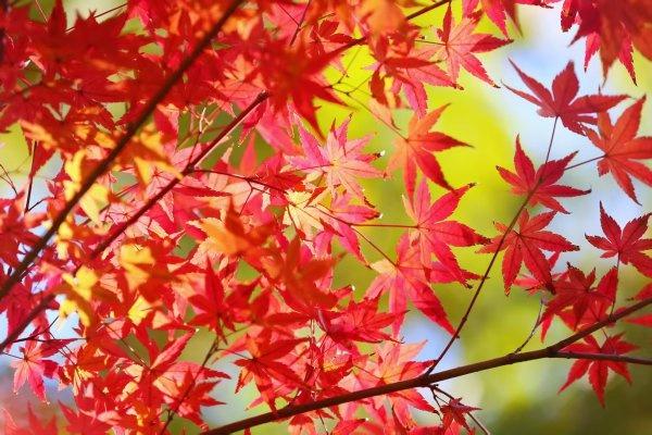 武汉各大公园“霜叶红于二月花”，市民赏枫要趁早