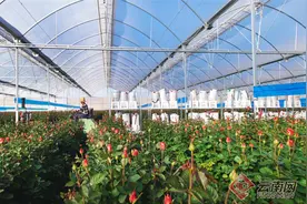 “花”开姚安别样红 一个滇中县城的幸福蝶变图片